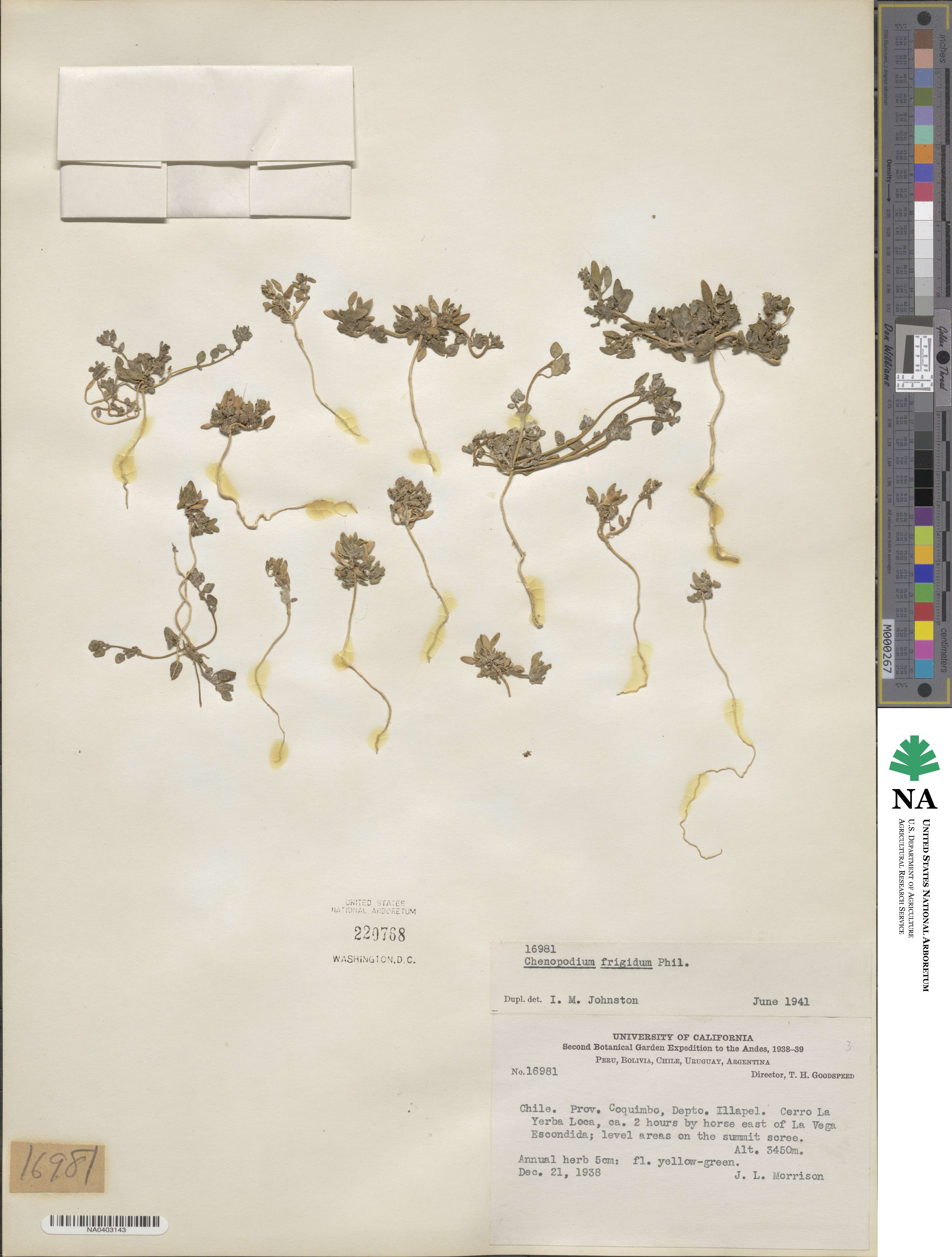 Oxybasis frigida image