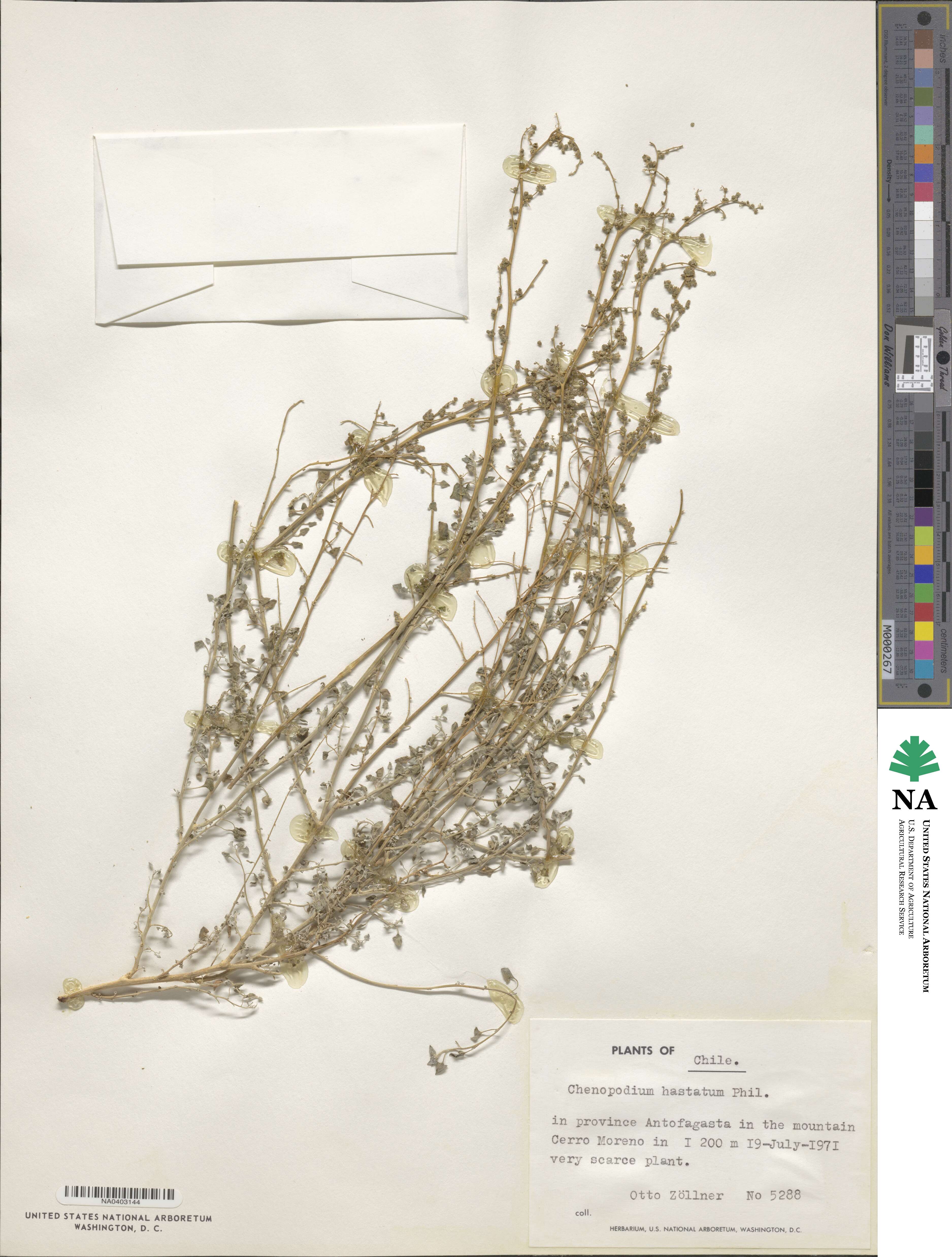 Atriplex prostrata subsp. prostrata image