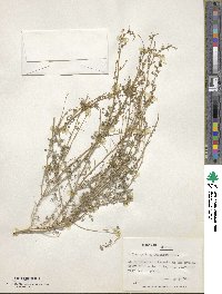 Atriplex prostrata subsp. prostrata image