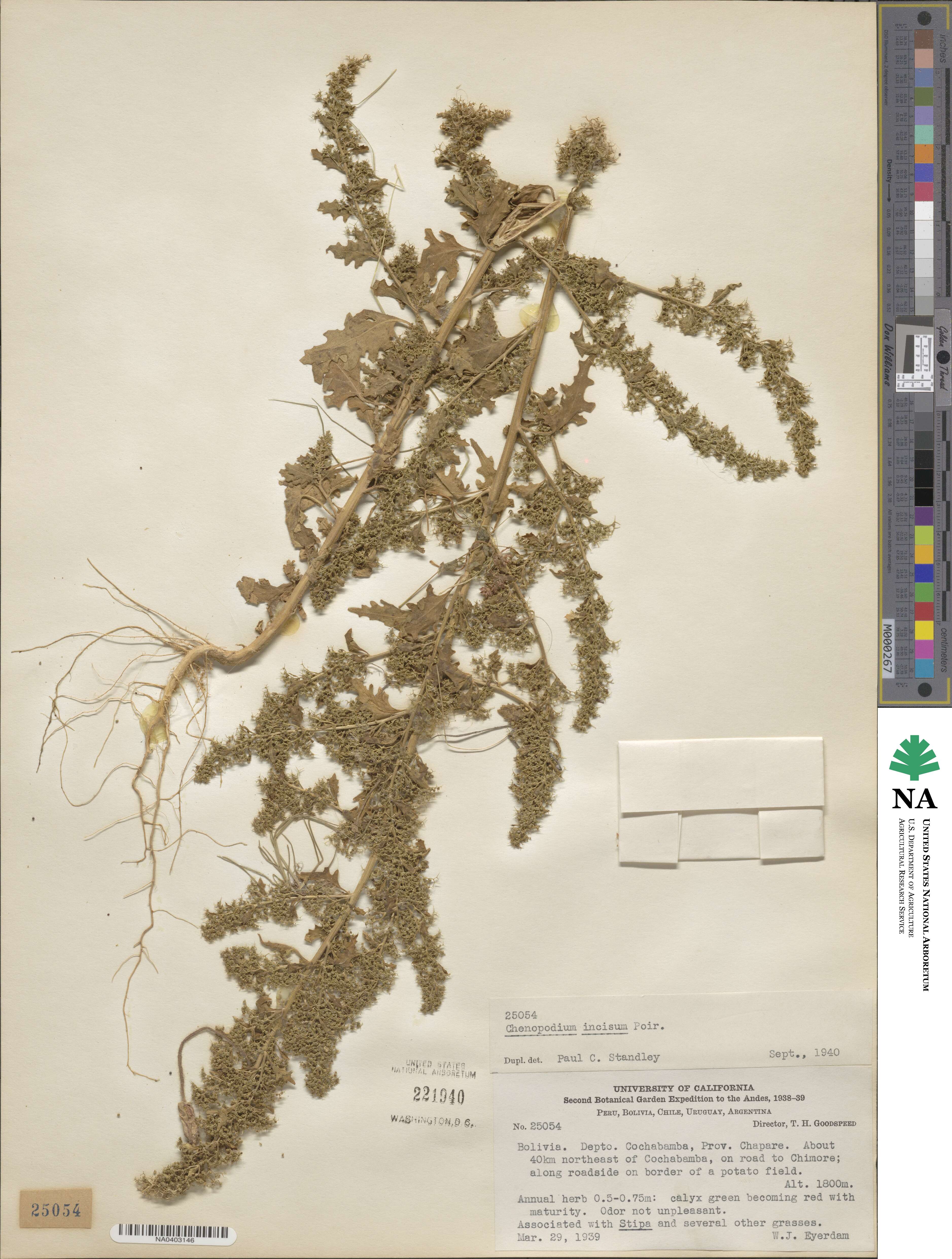 Dysphania graveolens image