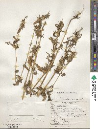 Chenopodium macrospermum image