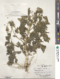 Chenopodiastrum murale image