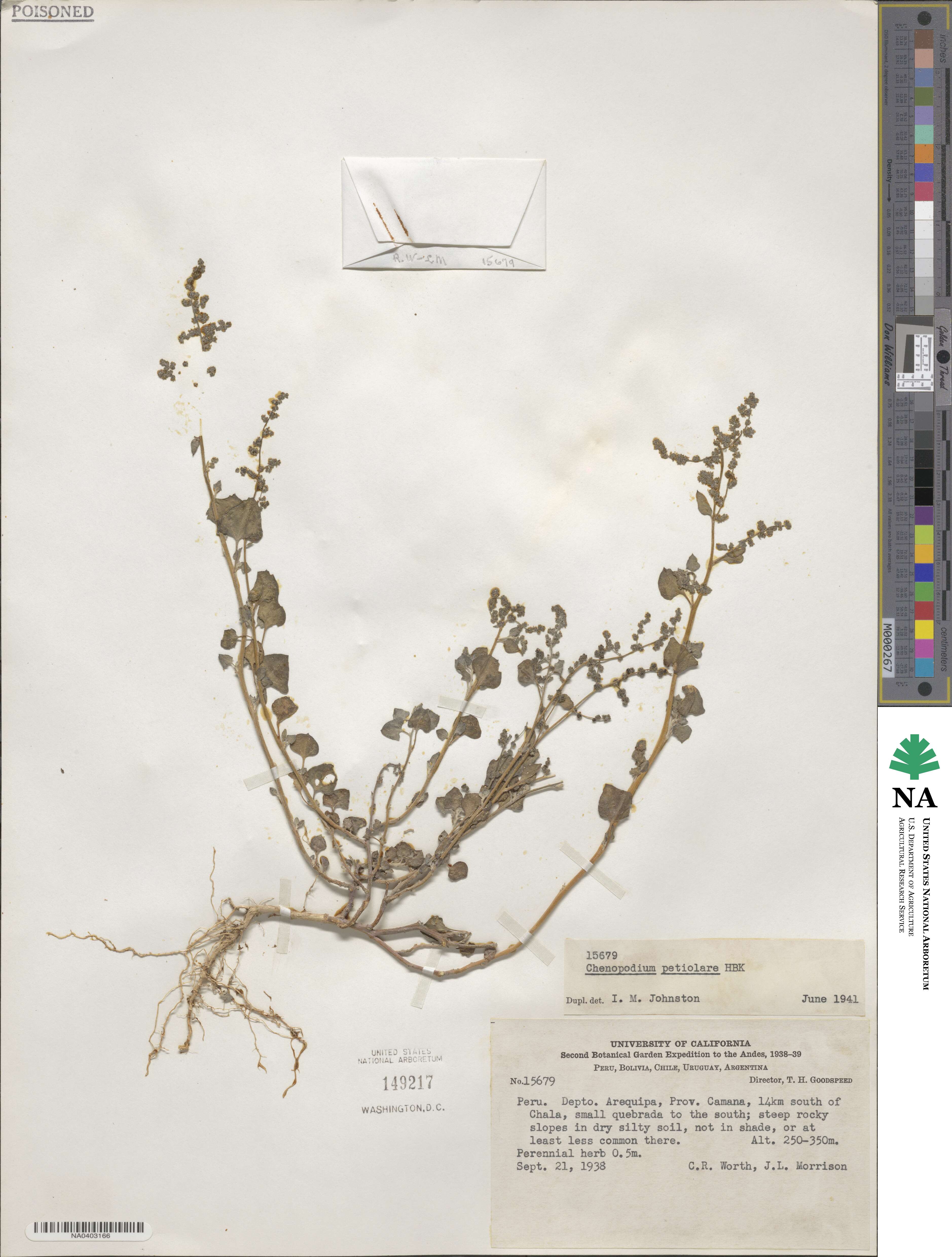 Chenopodium petiolare image