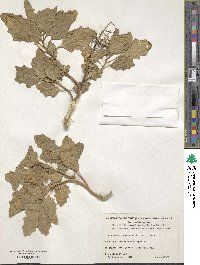 Chenopodium sanctae-clarae image