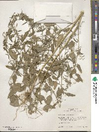 Chenopodiastrum standleyanum image