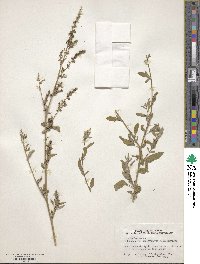 Chenopodium strictum image