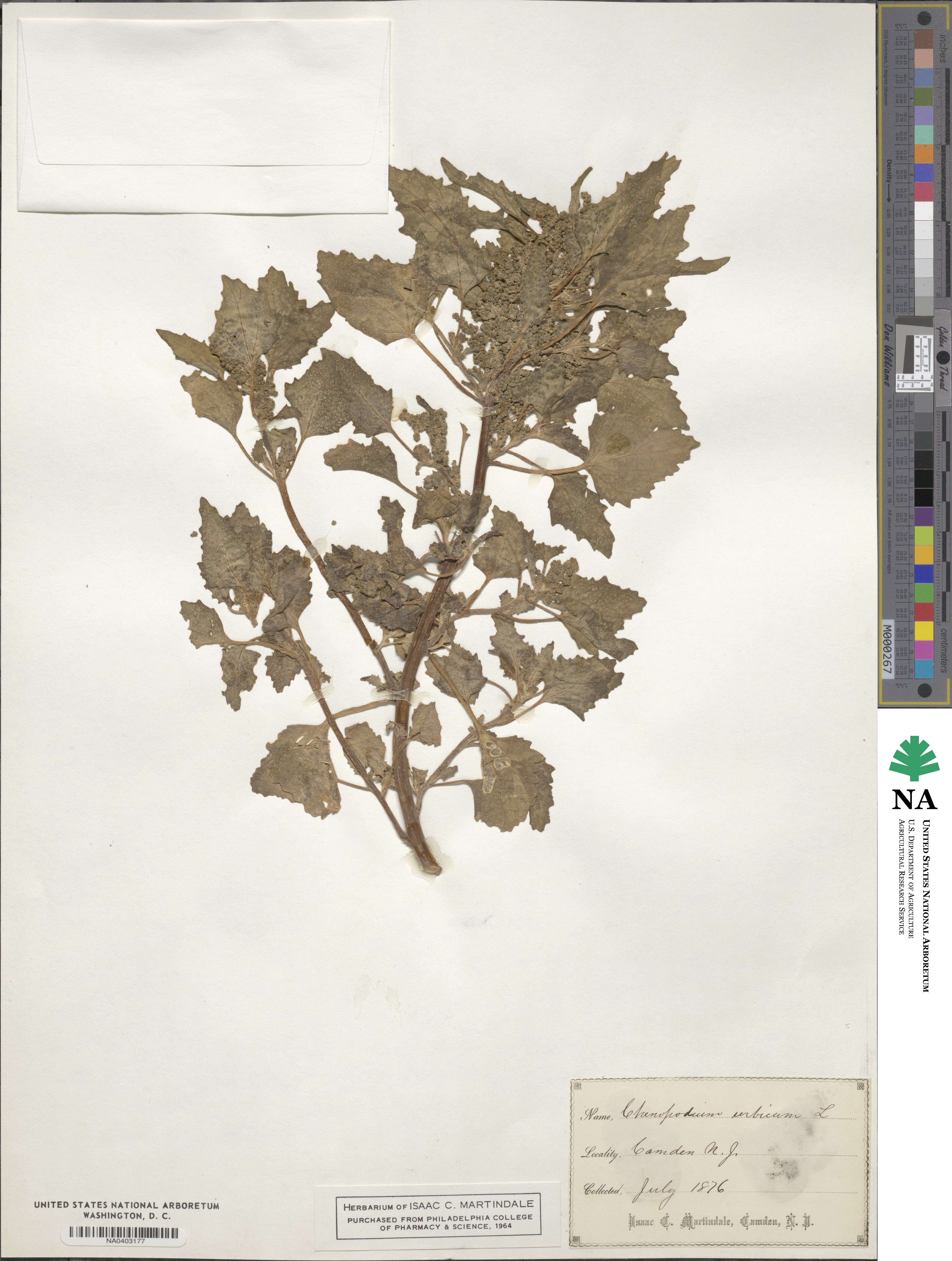 Oxybasis urbica image