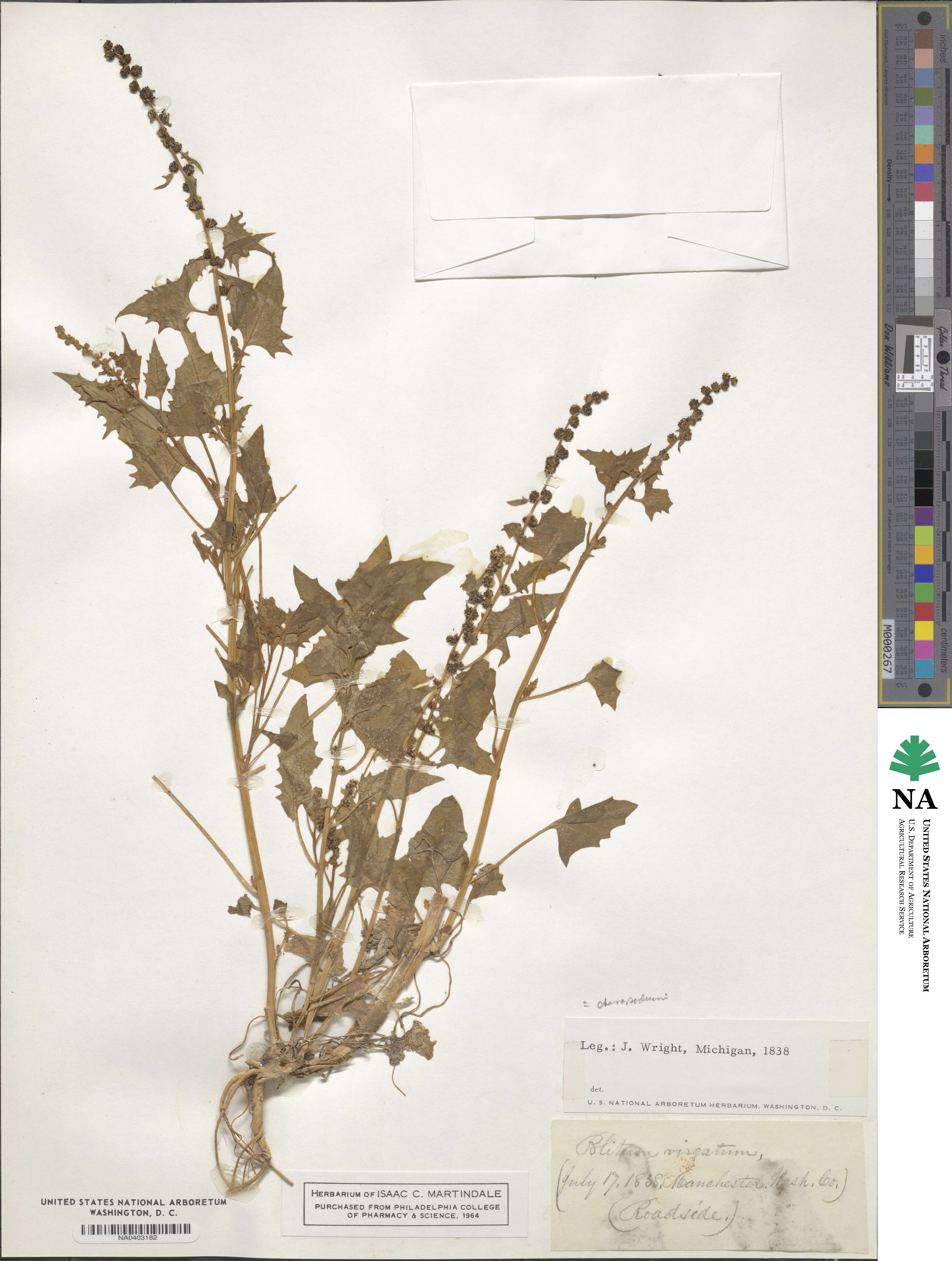 Chenopodium virgatum image