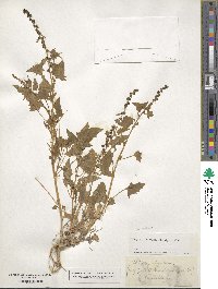 Chenopodium virgatum image