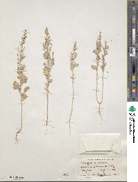 Chenopodium watsonii image