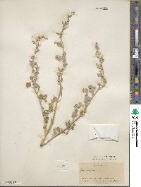 Chenopodium album image