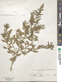 Chenopodium ambrosioides image