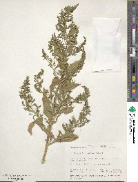 Chenopodium ambrosioides image