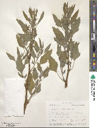 Chenopodium ambrosioides image