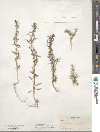 Chenopodium foetidum image