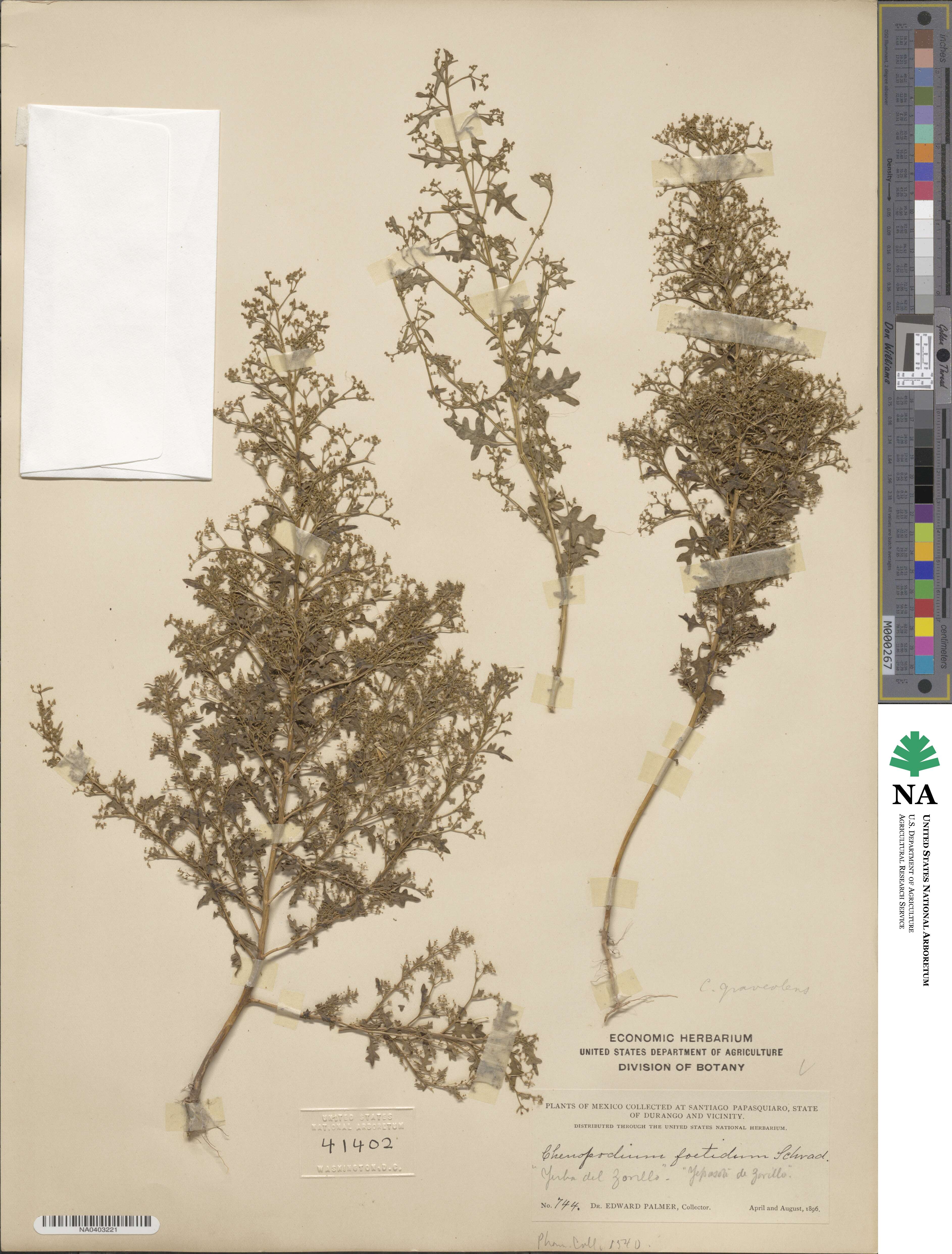 Chenopodium foetidum image