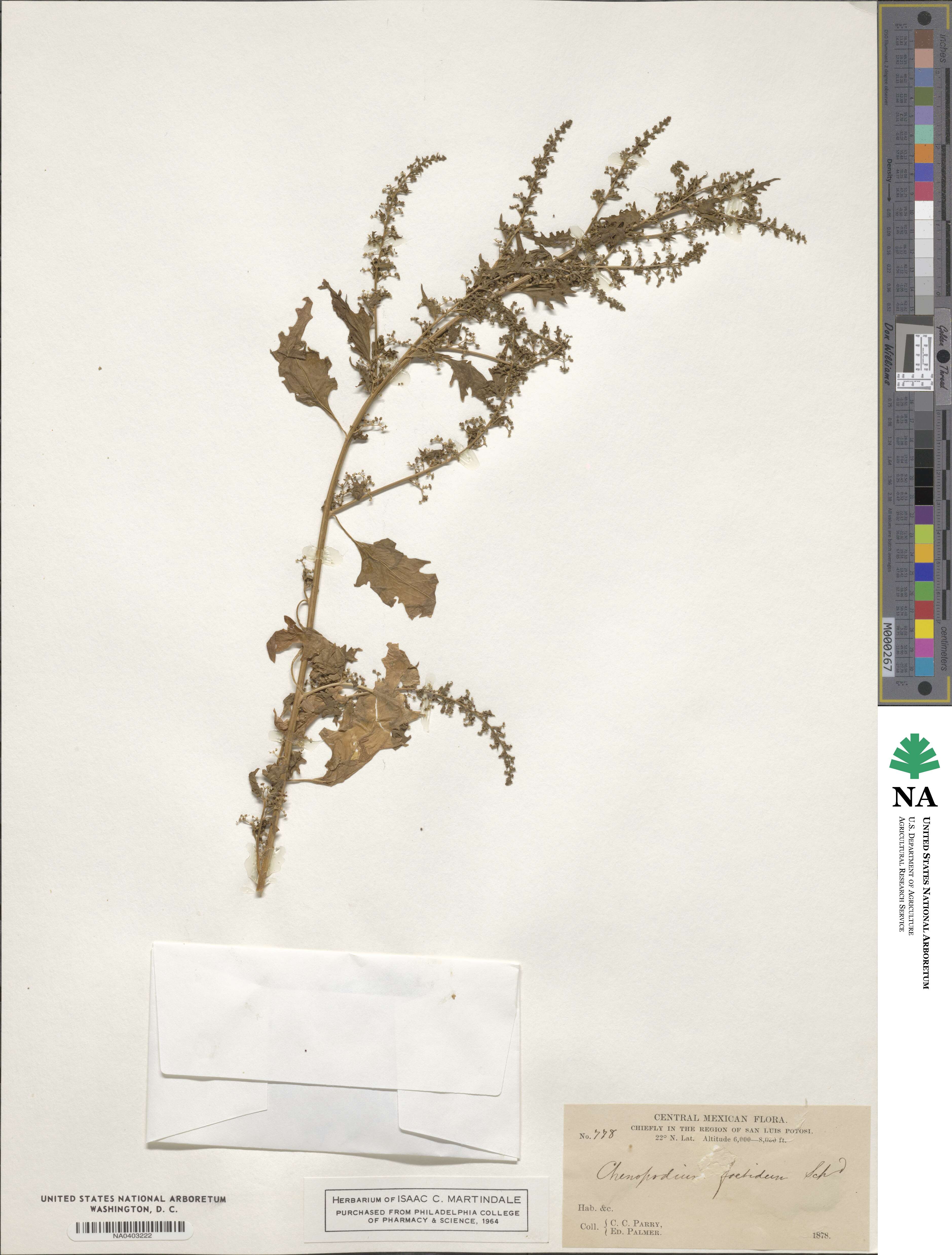 Chenopodium foetidum image