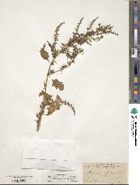 Chenopodium foetidum image