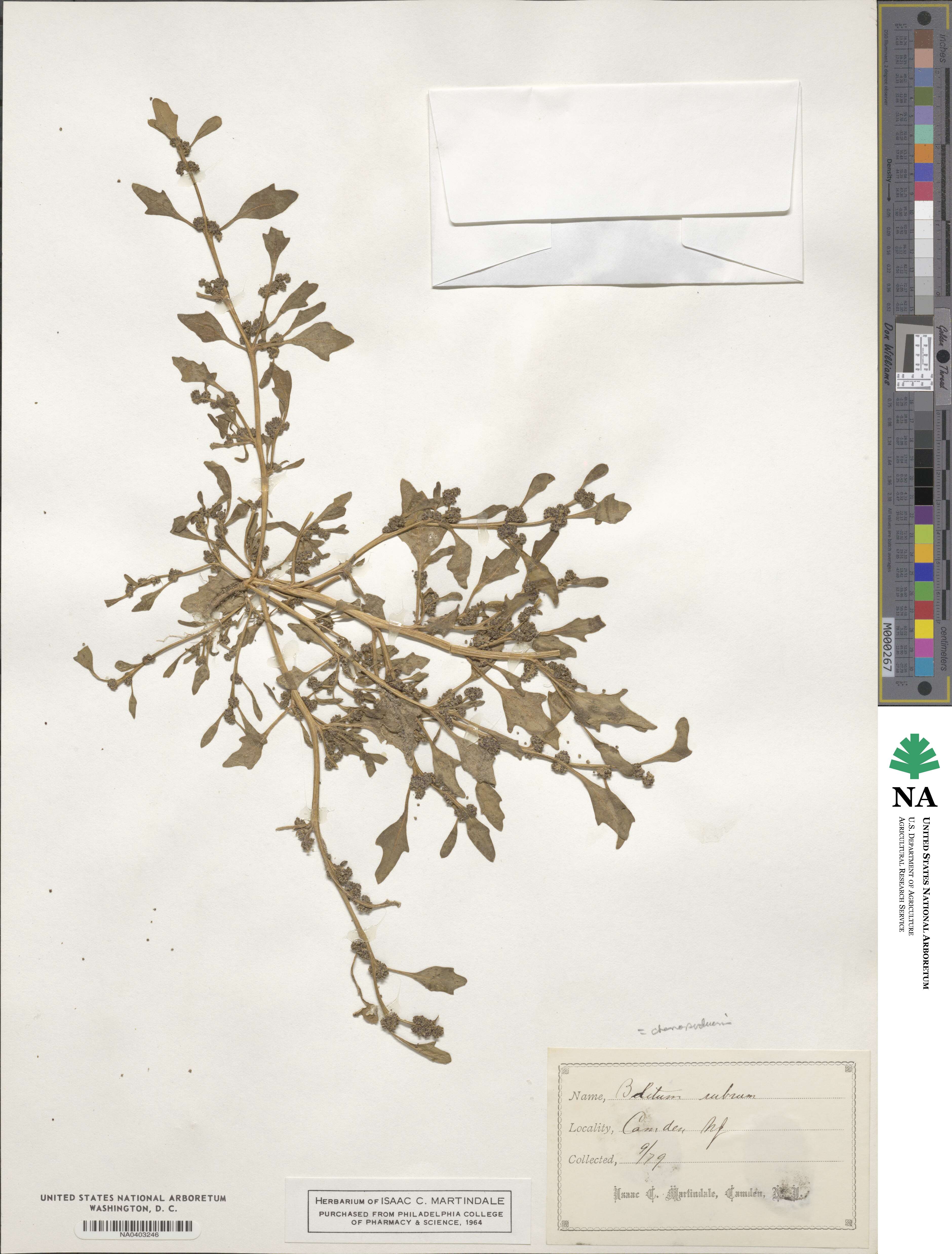 Oxybasis rubra image