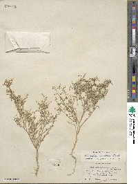 Chenopodium nevadense image