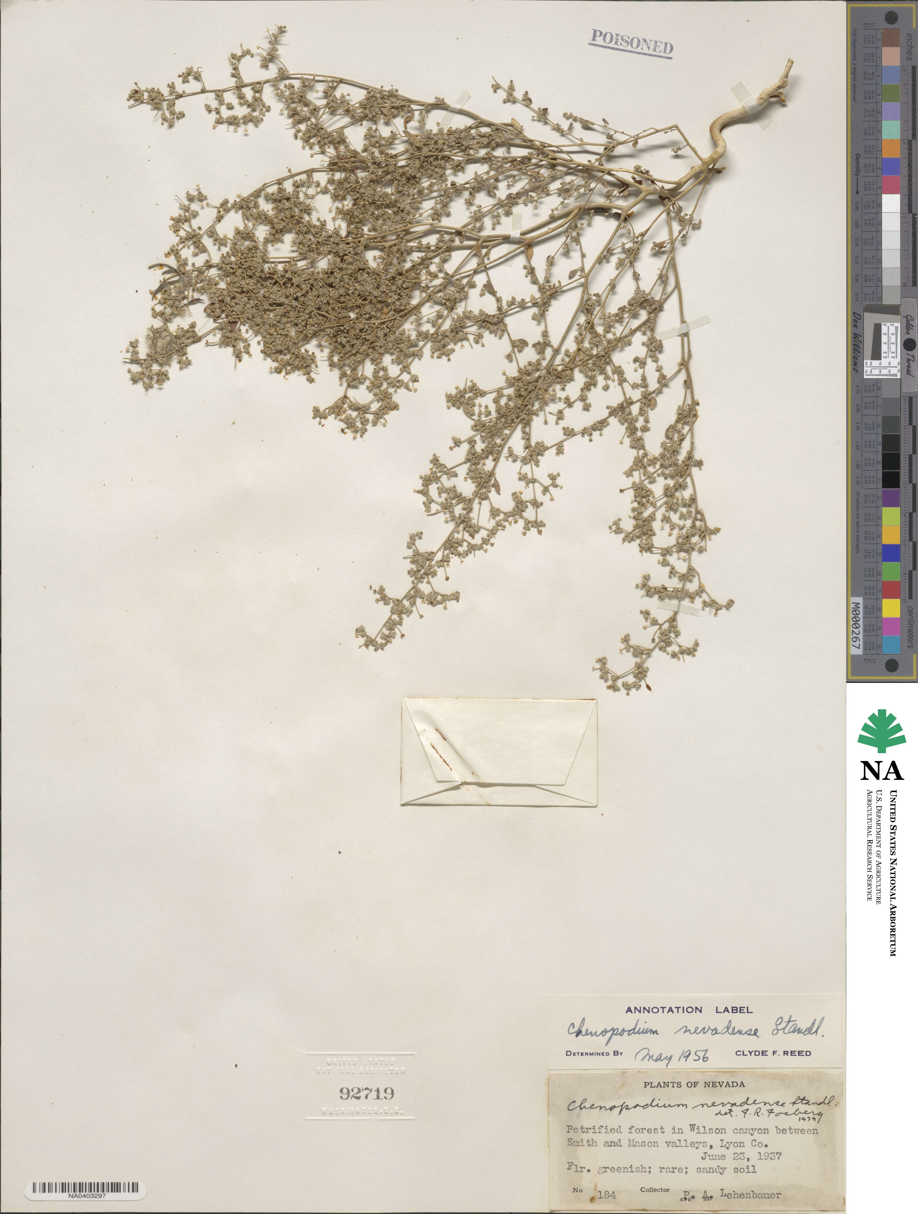 Chenopodium nevadense image