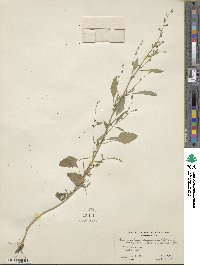 Chenopodium album image