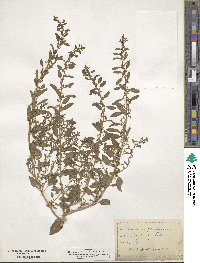 Lipandra polysperma image