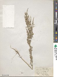 Chenopodium leptophyllum image