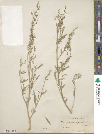 Chenopodium leptophyllum image