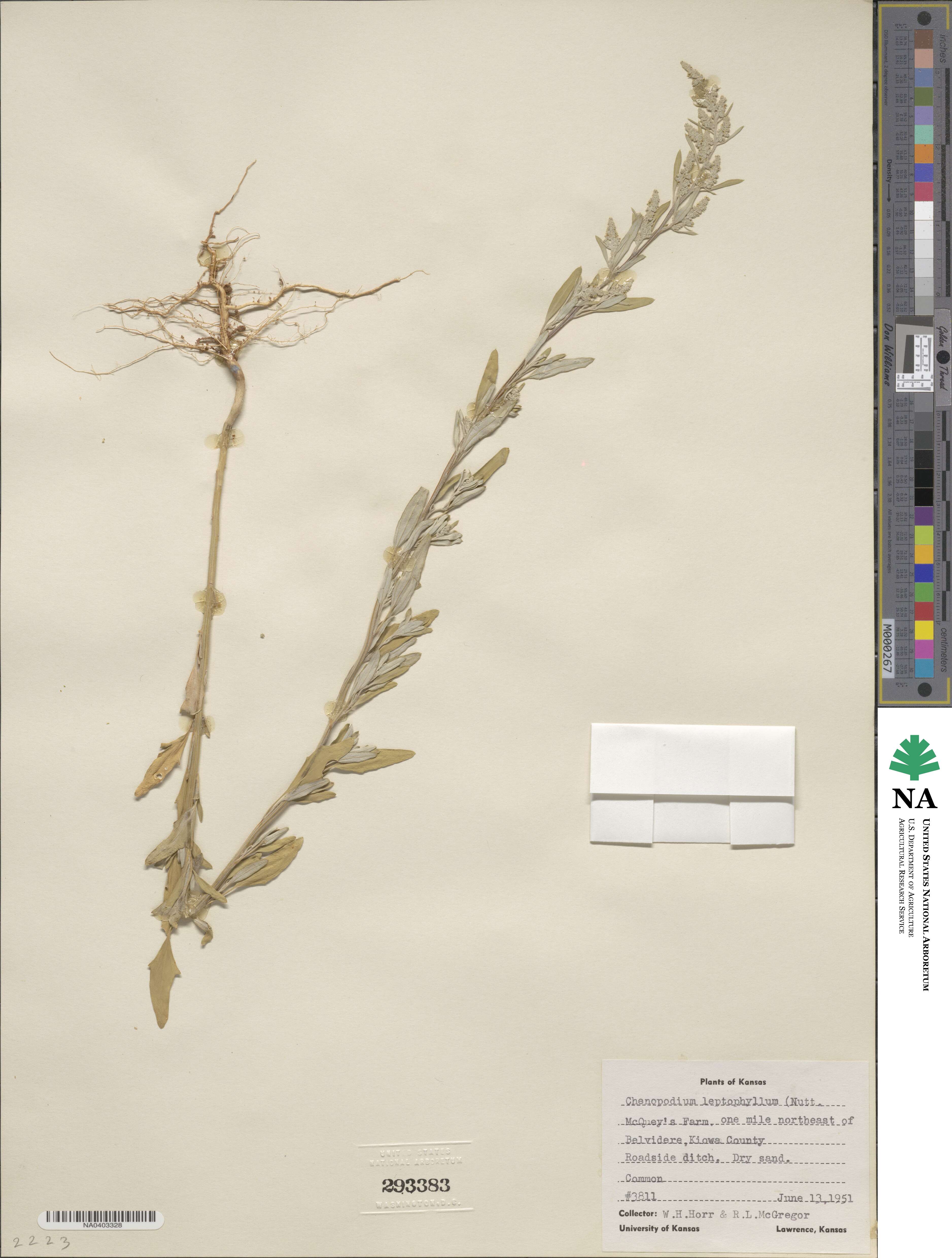 Chenopodium image