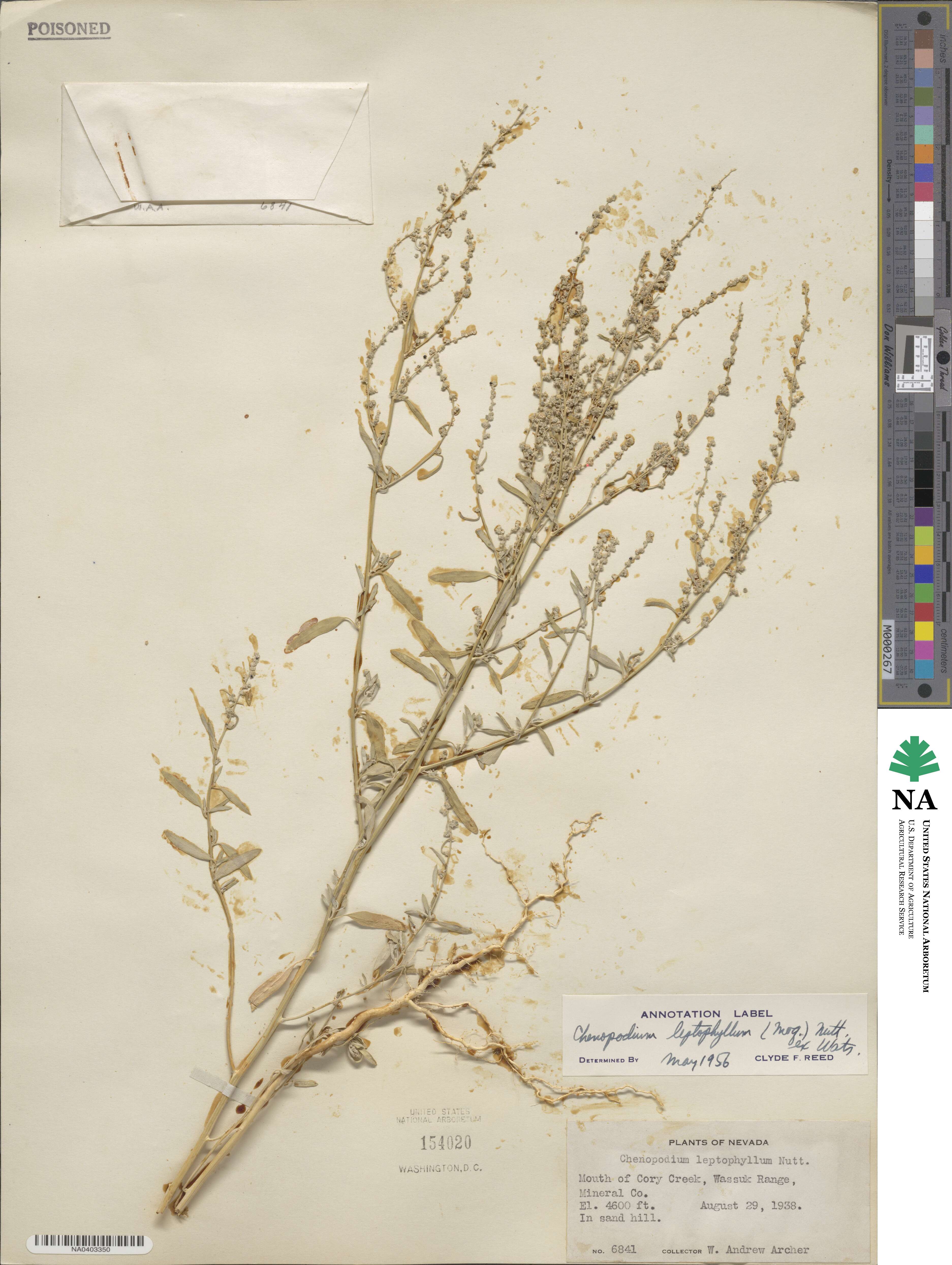Chenopodium leptophyllum image