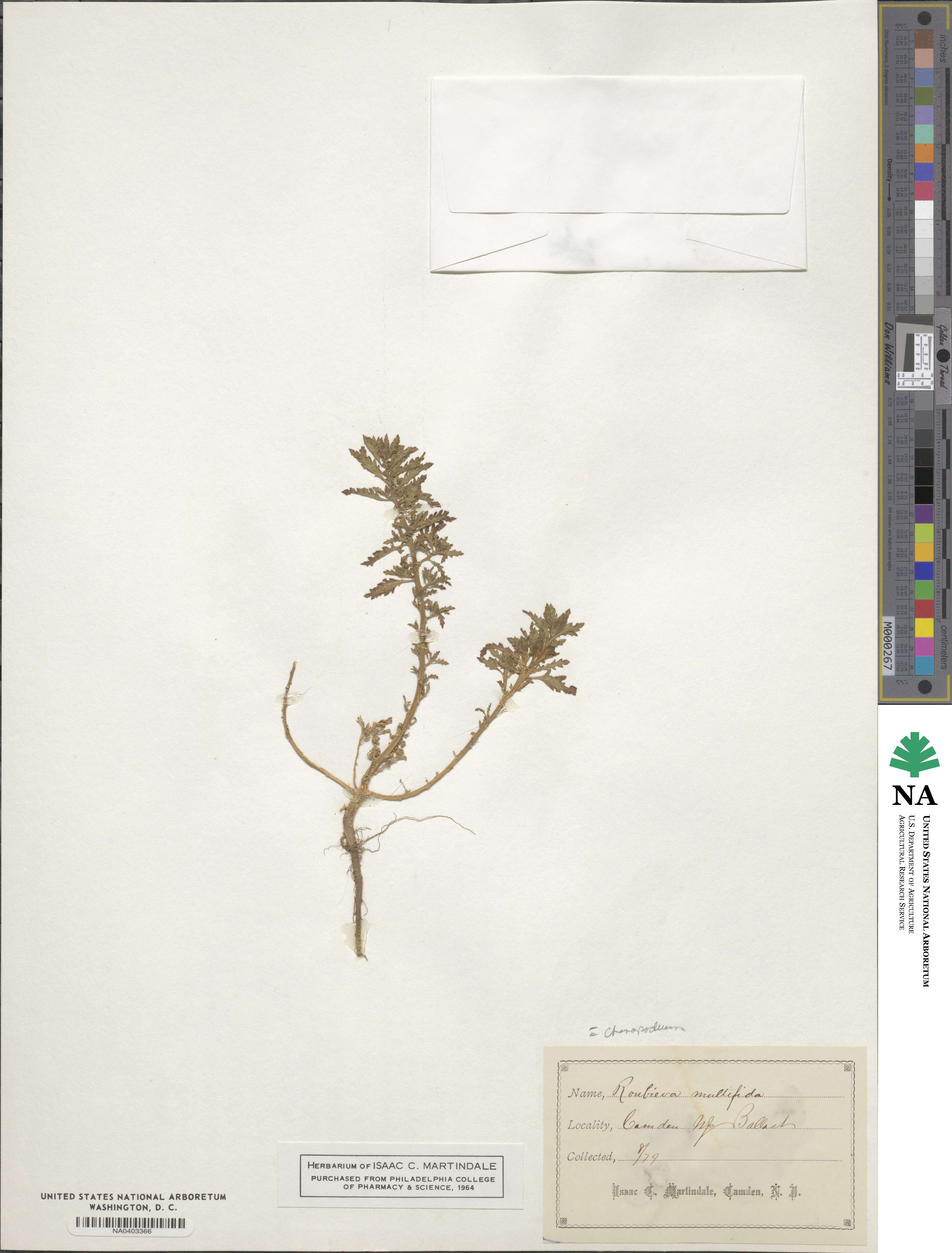 Dysphania multifida image