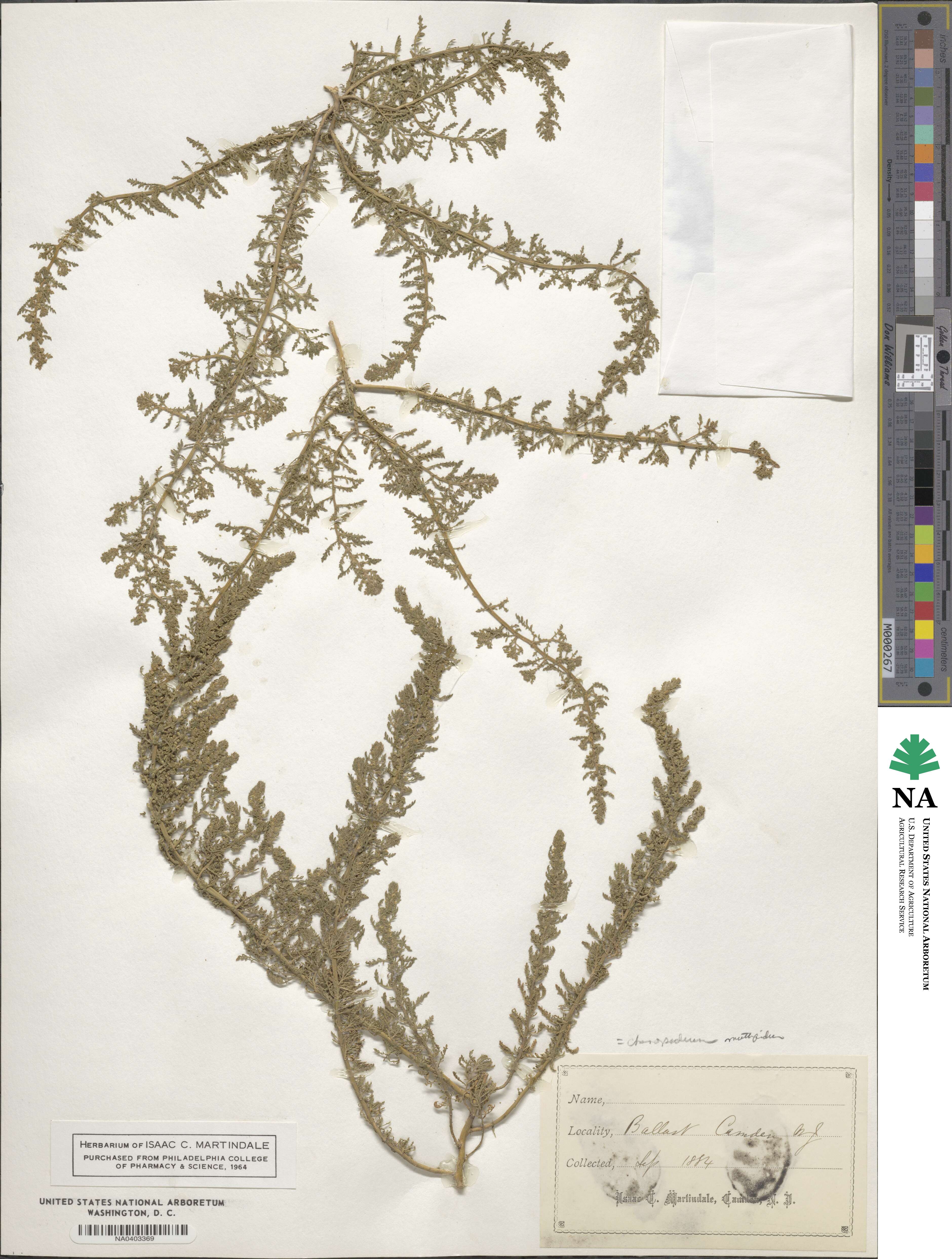 Dysphania multifida image