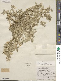 Chenopodiastrum murale image