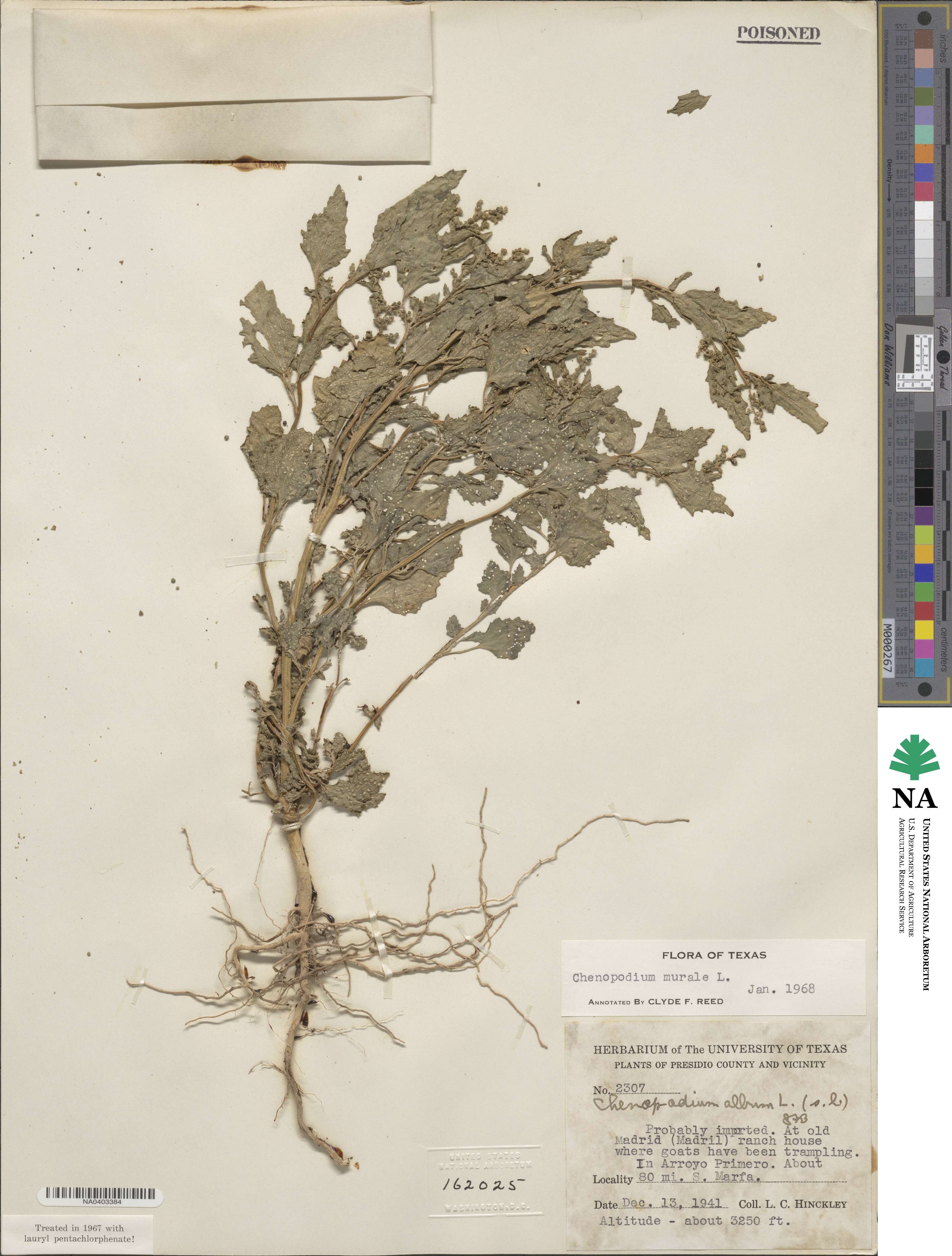 Chenopodiastrum murale image