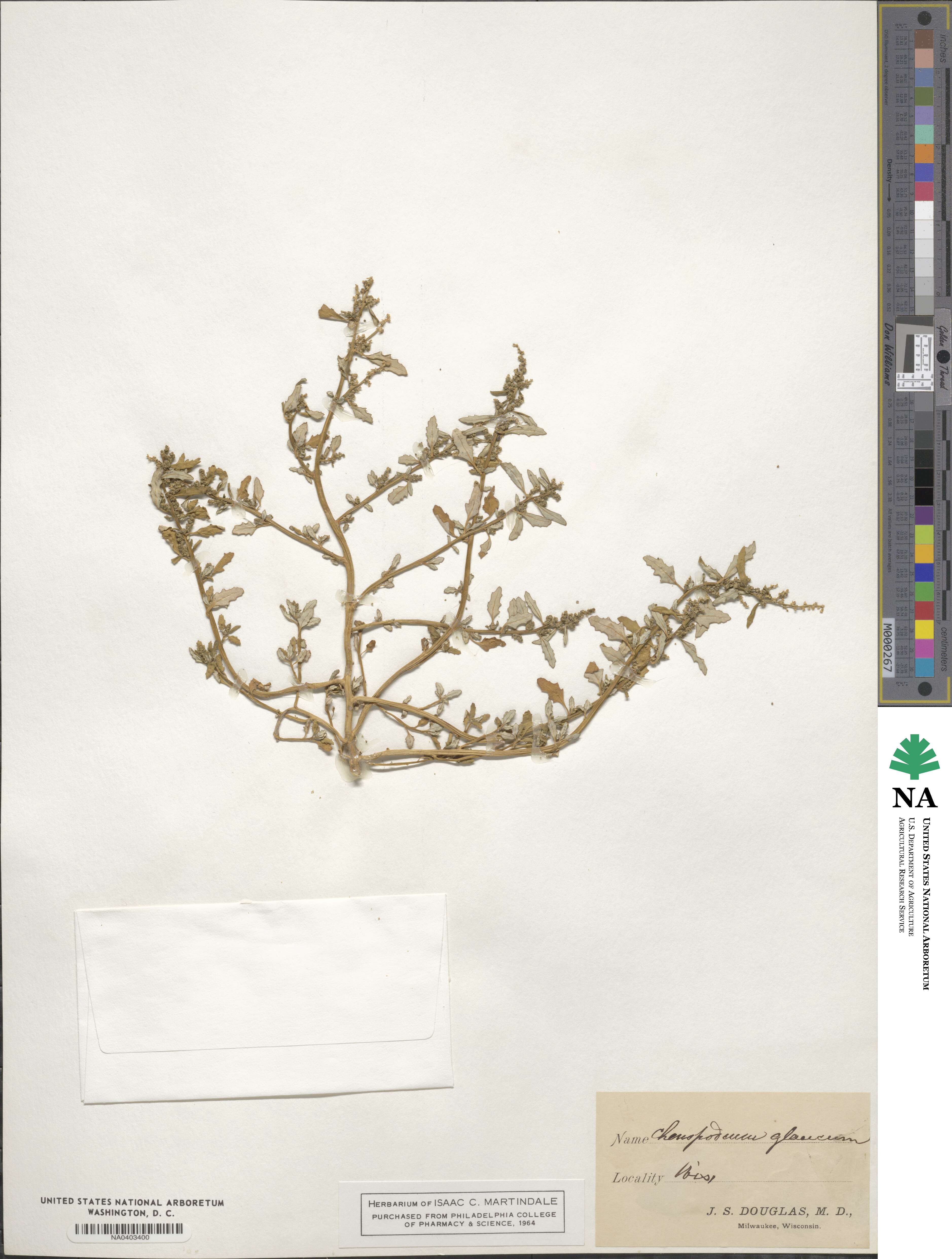 Oxybasis glauca image