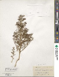 Dysphania graveolens image