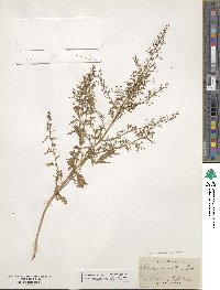 Dysphania graveolens image