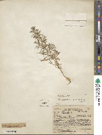 Dysphania graveolens image