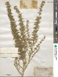 Dysphania graveolens image