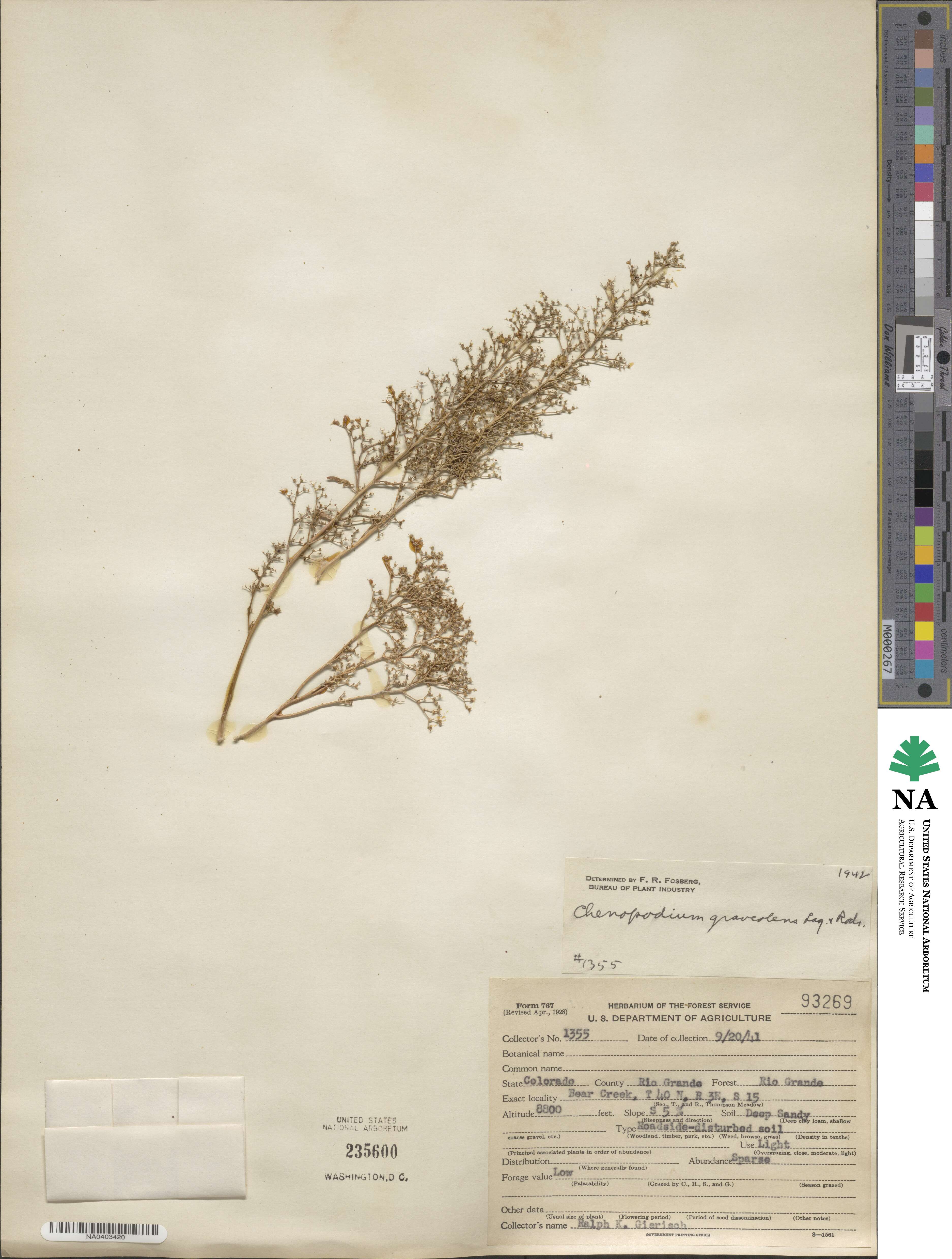 Dysphania graveolens image