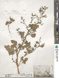 Chenopodiastrum hybridum image