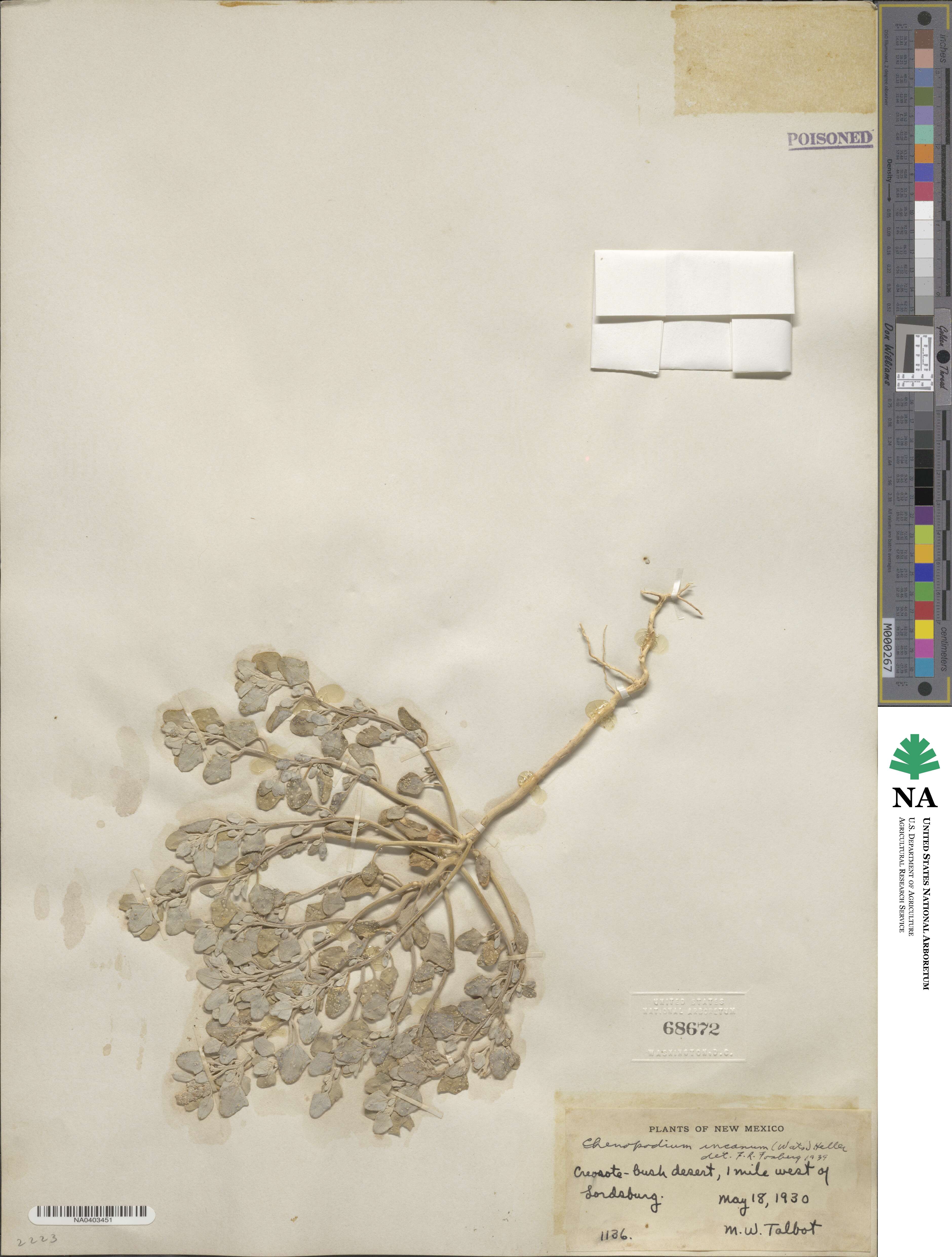 Chenopodium incanum image