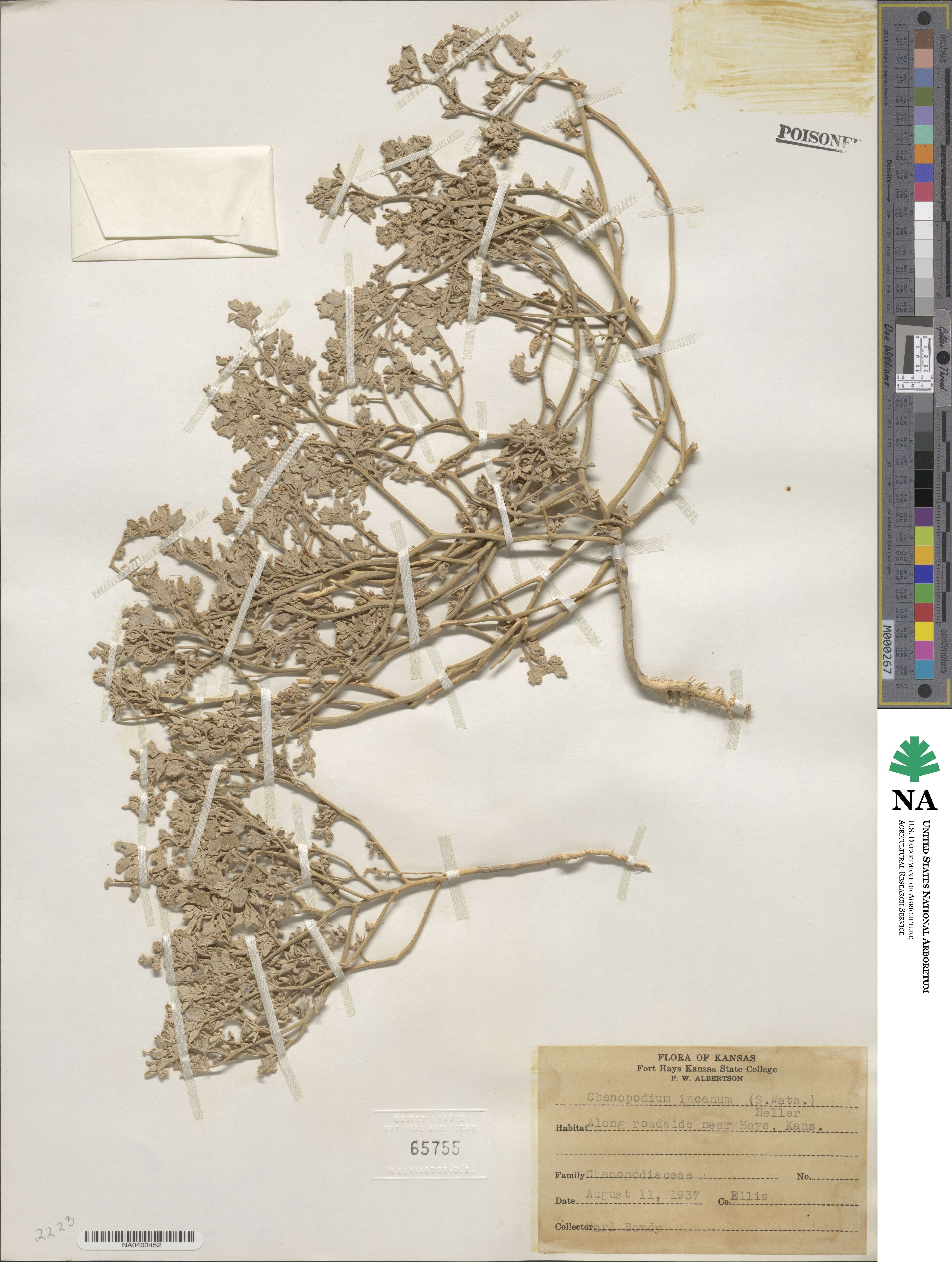 Chenopodium incanum image