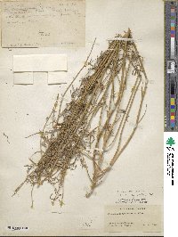 Image of Chenopodium cycloides