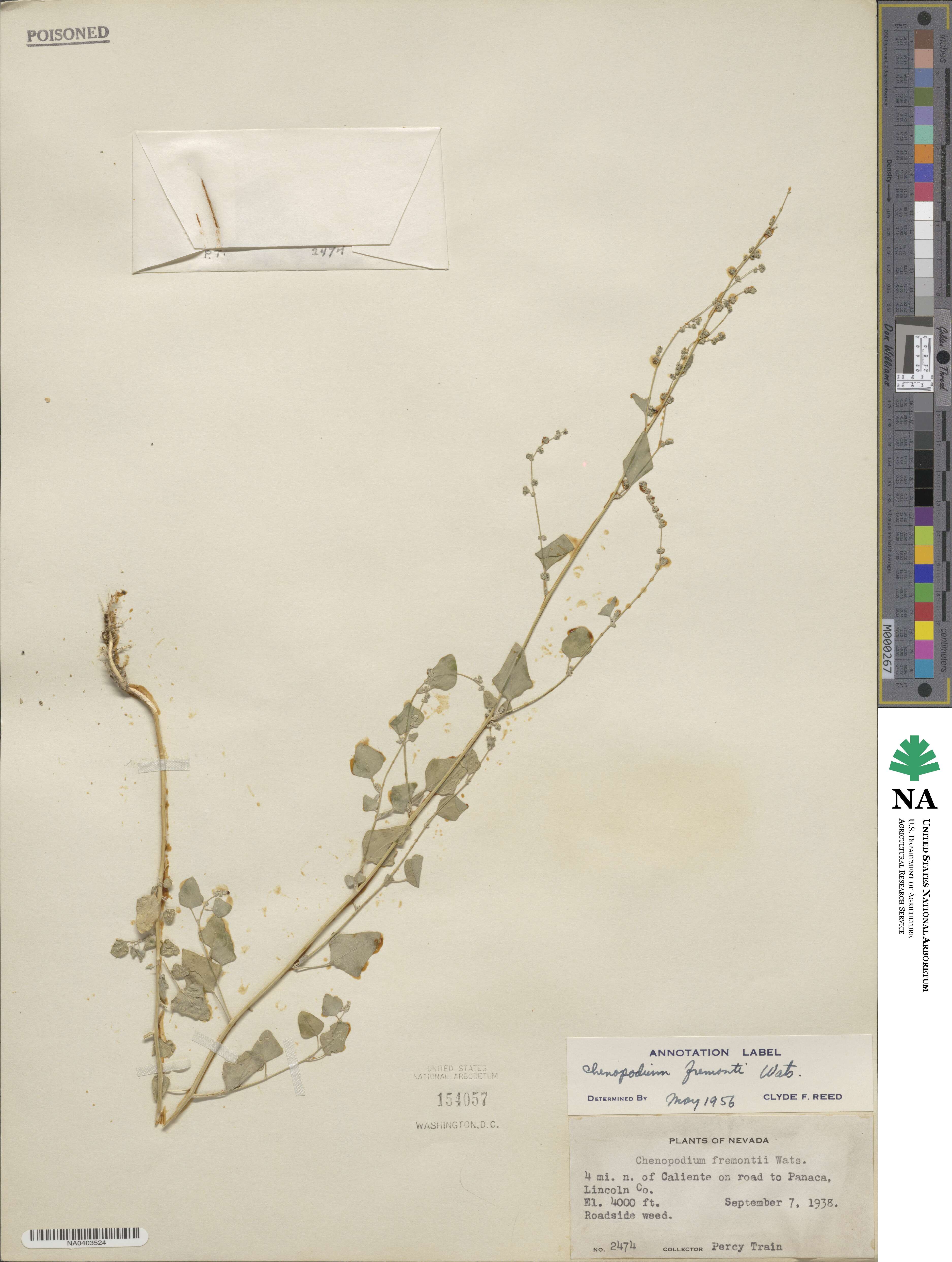 Chenopodium fremontii image