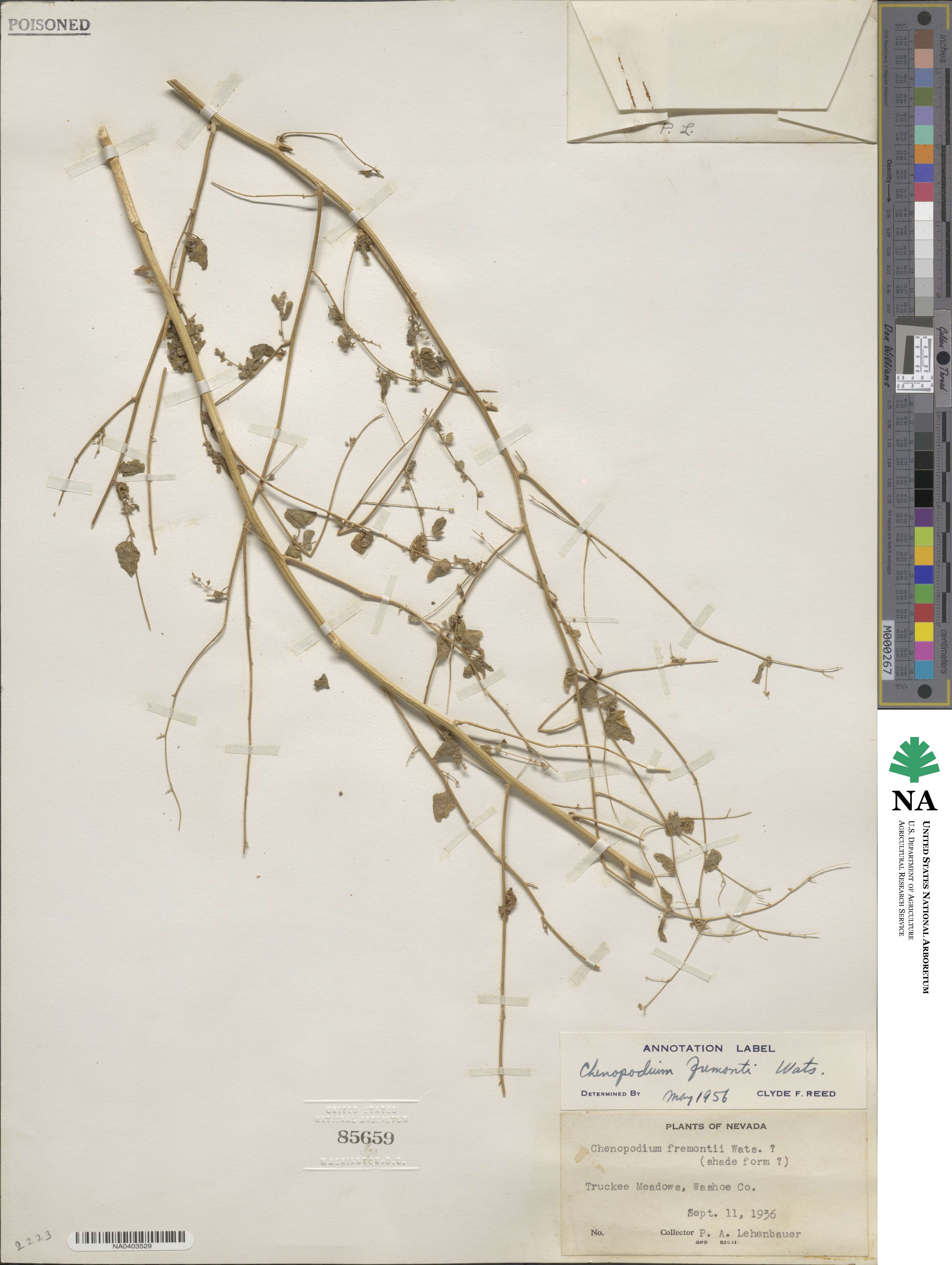 Chenopodium fremontii image