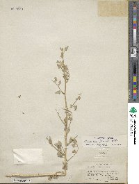 Chenopodium fremontii image