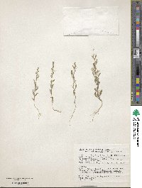 Chenopodium atrovirens image