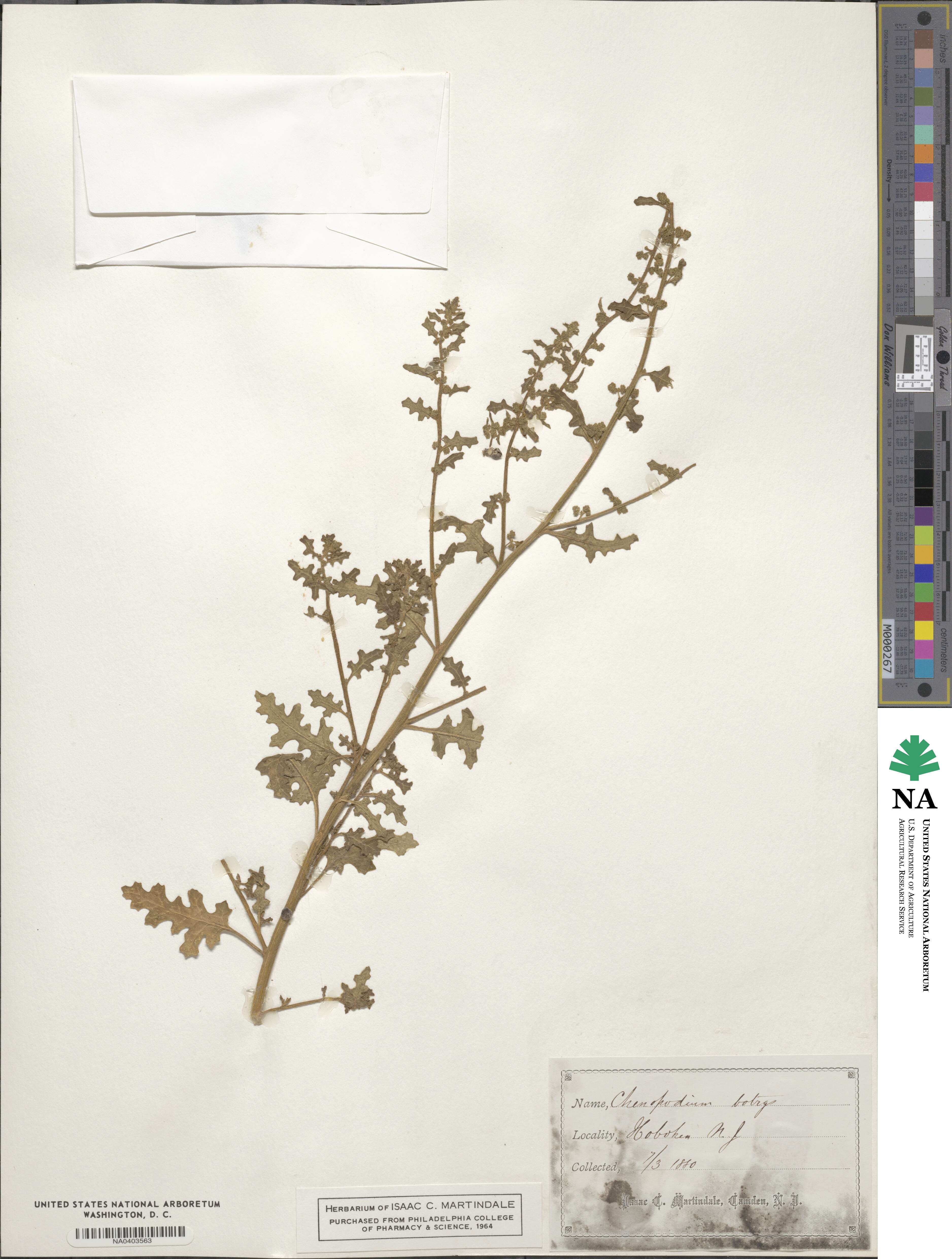 Dysphania botrys image